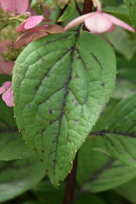 Hydrangea paniculata 'Bulk' (QUICK FIRE, PP 16812) (QUICK FIRE® Panicled Hydrangea PP16812), leaf, summer