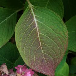 Hydrangea macrophylla 'Bailmer' (ENDLESS SUMMER, PP15298) (THE ORIGINAL® ENDLESS SUMMER® series Big-leaved Hydrangea PP15298), leaf, fall