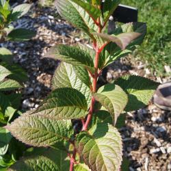 Hydrangea macrophylla 'PIIHM-I' (TWIST-N-SHOUT, PP 20176) (TWIST-N-SHOUT™ ENDLESS SUMMER® series Big-leaved Hydrangea PP20176), habit, fall
