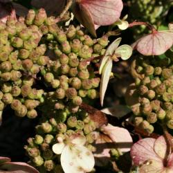 Hydrangea paniculata 'Dharuma' (Dharuma Dwarf Panicled Hydrangea), fruit, immature