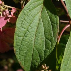 Hydrangea paniculata 'DVP Pinky' (PINKY WINKY, PP16166) (PINKY WINKY™ Panicled Hydrangea PP16166), leaf, summer