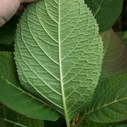 Hydrangea macrophylla 'Bailmer' (ENDLESS SUMMER, PP15298) (THE ORIGINAL® ENDLESS SUMMER® series Big-leaved Hydrangea PP15298), leaf, lower surface