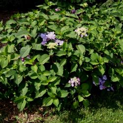 Hydrangea macrophylla 'PIIHM-I' (TWIST-N-SHOUT, PP 20176) (TWIST-N-SHOUT™ ENDLESS SUMMER® series Big-leaved Hydrangea PP20176), habit, summer