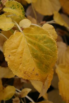 Hydrangea petiolaris (Climbing Hydrangea), leaf, fall