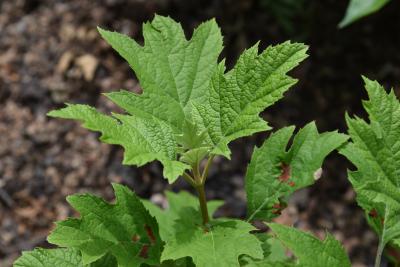 Hydrangea quercifolia 'Brenhill' (GATSBY GAL® Oak-leaved Hydrangea PP25106), leaf, summer