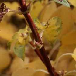 Hydrangea petiolaris (Climbing Hydrangea), bark, twig