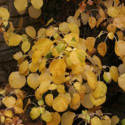 Hydrangea petiolaris (Climbing Hydrangea), leaf, fall