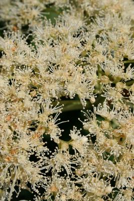 Hydrangea petiolaris (Climbing Hydrangea), flower, fertile