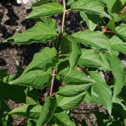 Hydrangea paniculata 'RENHY' (VANILLA STRAWBERRY, PP20670) (VANILLA STRAWBERRY™ Panicled Hydrangea PP20670), leaf, summer
