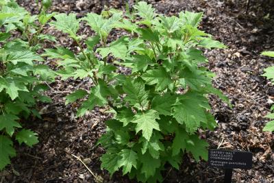 Hydrangea quercifolia 'Brenhill' (GATSBY GAL® Oak-leaved Hydrangea PP25106), leaf, summer