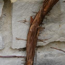 Hydrangea petiolaris (Climbing Hydrangea), bark, mature