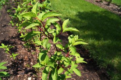 Hydrangea paniculata 'RENHY' (VANILLA STRAWBERRY, PP20670) (VANILLA STRAWBERRY™ Panicled Hydrangea PP20670), habit, spring