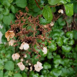 Hydrangea petiolaris (Climbing Hydrangea), infructescence