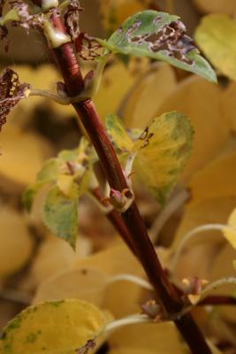 Hydrangea petiolaris (Climbing Hydrangea), bark, twig