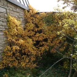 Hydrangea petiolaris (Climbing Hydrangea), habit, fall