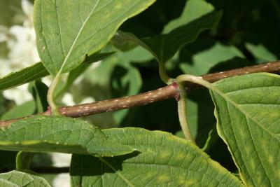 Hydrangea paniculata 'Limelight' (PP12874) (Limelight Panicled Hydrangea PP12874), bark, twig