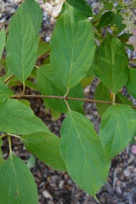 Hydrangea paniculata 'Phantom' (Phantom Panicled Hydrangea), leaf, upper surface