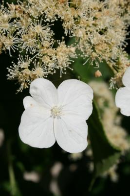 Hydrangea petiolaris (Climbing Hydrangea), flower, sterile
