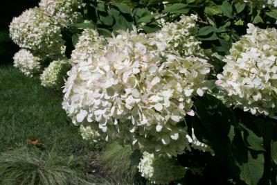 Hydrangea paniculata 'Limelight' (PP12874) (Limelight Panicled Hydrangea PP12874), inflorescence