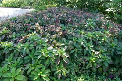 Hydrangea serrata 'Blue Billow' (Blue Billow Mountain Hydrangea), habit, fall