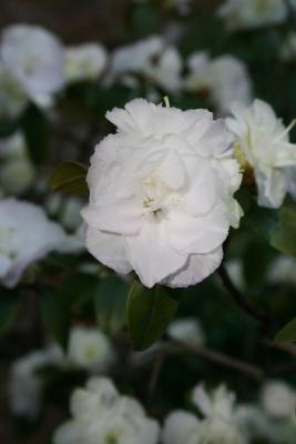 Rhododendron 'April Mist' (April Mist Rhododendron), flower, full