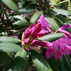 Rhododendron 'English Roseum' (English Roseum Rhododendron), bud, flower