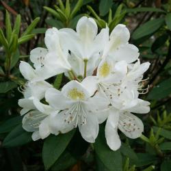 Rhododendron 'Chionoides' (Chionoides Rhododendron), inflorescence