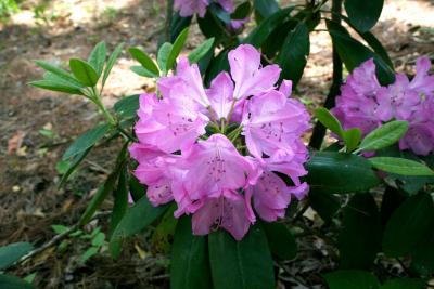 Rhododendron 'English Roseum' (English Roseum Rhododendron), inflorescence