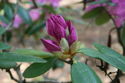 Rhododendron 'English Roseum' (English Roseum Rhododendron), bud, flower
