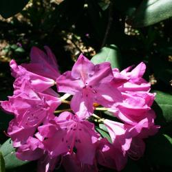Rhododendron 'English Roseum' (English Roseum Rhododendron), flower, throat