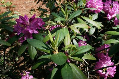 Rhododendron 'English Roseum' (English Roseum Rhododendron), habit, summer