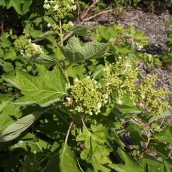 Hydrangea quercifolia (Oak-leaved Hydrangea), habit, summer