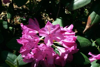 Rhododendron 'English Roseum' (English Roseum Rhododendron), flower, throat