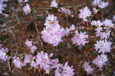 Rhododendron 'Conemaugh' (Conemaugh Rhododendron), inflorescence