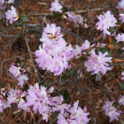 Rhododendron 'Conemaugh' (Conemaugh Rhododendron), inflorescence