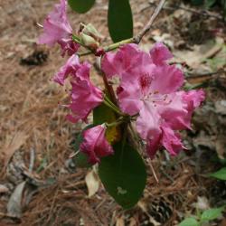 Rhododendron 'Besse Howells (Besse Howells Rhododendron), inflorescence