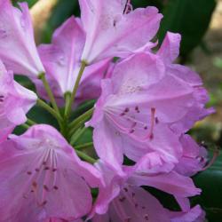 Rhododendron 'English Roseum' (English Roseum Rhododendron), flower, full