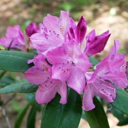 Rhododendron 'English Roseum' (English Roseum Rhododendron), inflorescence