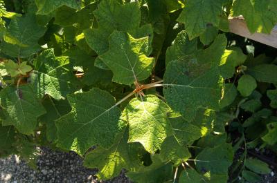 Hydrangea quercifolia 'Sikes Dwarf' (Sikes Dwarf Oak-leaved Hydrangea), leaf, summer