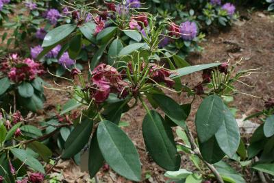 Rhododendron 'Besse Howells (Besse Howells Rhododendron), infructescence