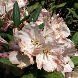 Rhododendron 'Genevieve Schmidt' (Genevieve Schmidt Rhododendron), flower, full
