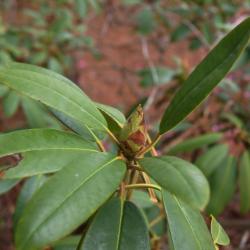 Rhododendron 'Calsap' (Calsap Rhododendron), bud, flower