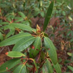 Rhododendron 'Calsap' (Calsap Rhododendron), bud, flower