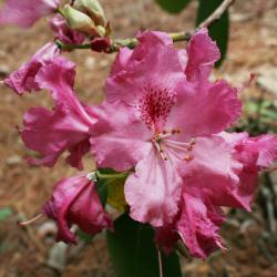 Rhododendron 'Besse Howells (Besse Howells Rhododendron), flower, full