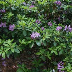 Rhododendron catawbiense (Catawba Rhododendron), habit, spring