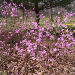 Rhododendron mucronulatum (Korean Rhododendron), habit, spring