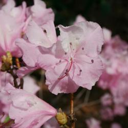 Rhododendron mucronulatum 'Cornell Pink' (Cornell Pink Korean Rhododendron), flower, throat
