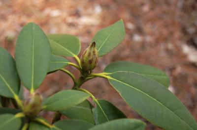 Rhododendron 'Tapestry' (Tapestry Rhododendron), bud, flower