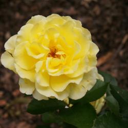 Rosa 'BAline' (YELLOW SUBMARINE, PP 16659) (YELLOW SUBMARINE™ Rose PP16659), flower, full