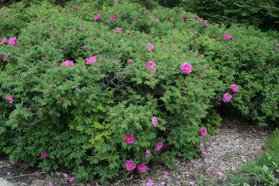 Rosa 'Purple Pavement' (Purple Pavement Rose), habit, spring